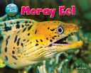 Moray Eel cover