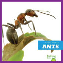 Ants cover