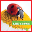 Ladybugs cover