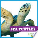 Sea Turtles cover