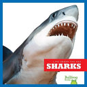 Sharks cover