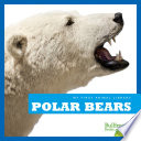 Polar Bears cover