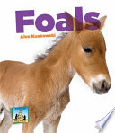 Foals cover