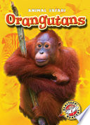 Orangutans cover