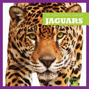Jaguars cover