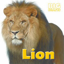 Lion cover