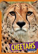 Cheetahs cover