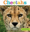 Cheetahs (Seedlings) cover