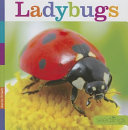 Ladybugs cover