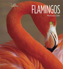 Flamingos cover