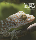 Geckos cover