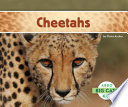 Cheetahs cover