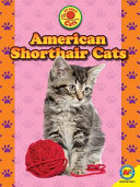American Shorthair Cats cover