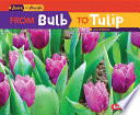 From Bulb to Tulip (Second Series) cover