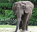 Elephants at the Zoo cover