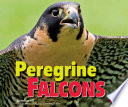 Peregrine Falcons cover