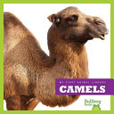 Camels cover
