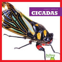 Cicadas cover