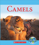 Camels cover
