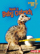 Meet a Baby Ostrich cover