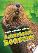 American Beavers cover