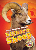 Bighorn Sheep cover