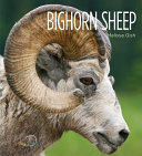 Bighorn Sheep cover