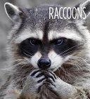 Raccoons cover