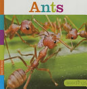 Ants cover