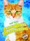 American Shorthairs cover