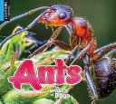 Ants (Lightbox) cover