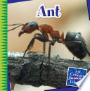 Ant cover