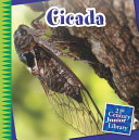 Cicada cover
