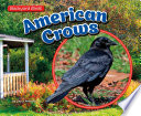 American Crows cover
