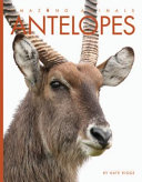 Antelopes cover