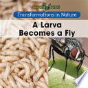 A Larva Becomes a Fly cover