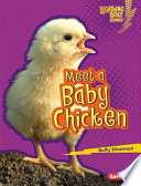 Meet a Baby Chicken cover