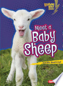 Meet a Baby Sheep cover