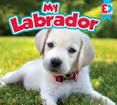 My Labrador cover