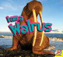 I Am a Walrus cover