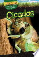 Cicadas cover