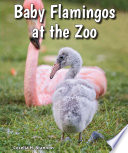 Baby Flamingos at the Zoo cover