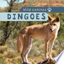 Dingoes cover
