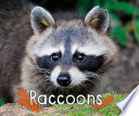 Raccoons cover