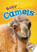 Baby Camels cover