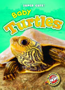Baby Turtles cover
