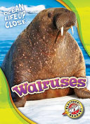 Walruses cover