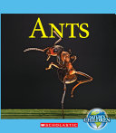 Ants cover