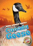 Canada Geese cover
