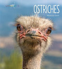 Ostriches cover